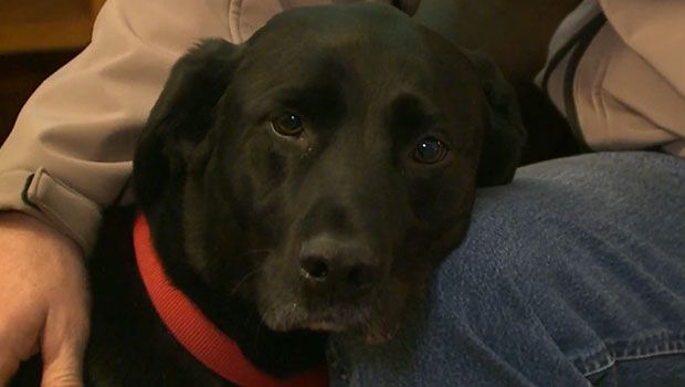 Woman Believes a Neighbor’s Dog Saved Her When She Had a Stroke