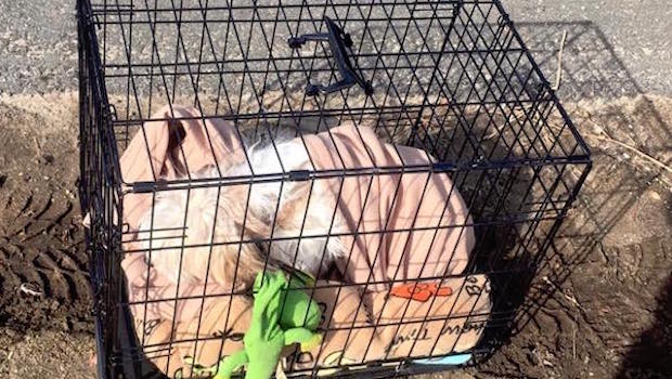 Police Find an Adorable Dog Abandoned on the Side of a Massachusetts Road