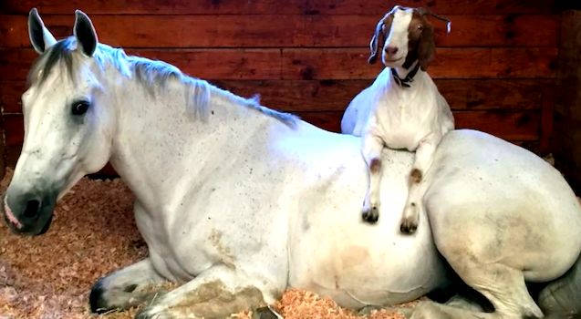 This Horse and Goat Combo Defines Friendship Goals