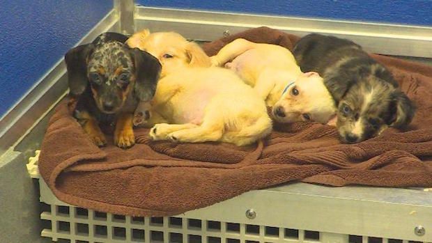 Shelter Rescues Over 60 Dogs From ‘Hoarder Situation’