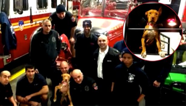 Pit Bull Rescue Dog Saved From Alleged ‘Crack House’ Becomes Official Firehouse Dog