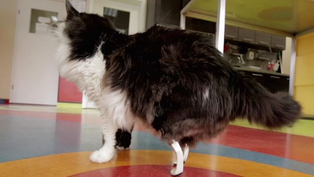 This Bulgarian Feline Is Now Officially a Bionic Cat