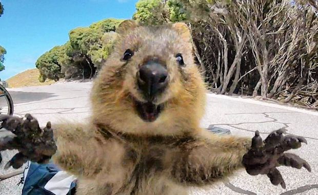This Photo of a Leaping Quokka Is the Cutest Thing You’ll See All Day