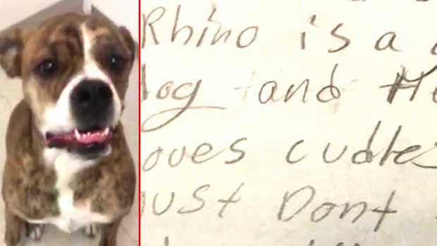 Forced to Give Up Her Dog, a Young Girl Left a Heart-Wrenching Note for the Pup’s Future Owners
