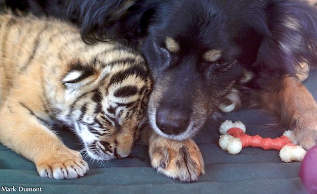 This Australian Shepard Is Helping to Raise Newborn Tiger Cubs at the Cincinnati Zoo