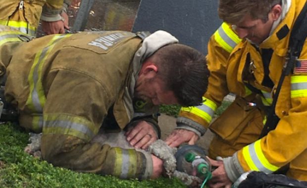 Firefighter Jumps Into Action and Saves Dog With CPR After Rescuing it From a Burning Building