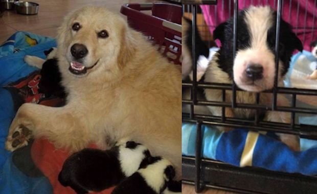 This Dog Took in a Litter of Orphaned Puppies After Her Own Puppies Died in a Fire
