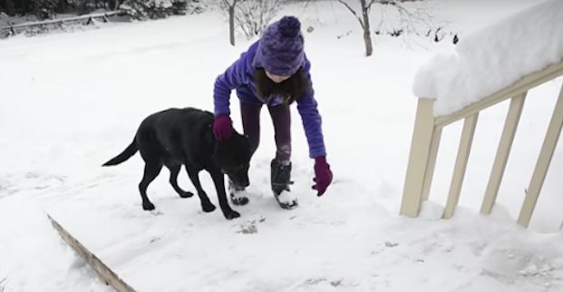 This Mailman Built a Ramp for an Elderly Dog So They Could Greet Each Other Everyday