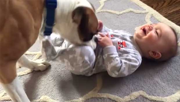 Mom Teaches Boxer to Tickle Crying Baby on Command Eliciting Uncontrollable Giggles