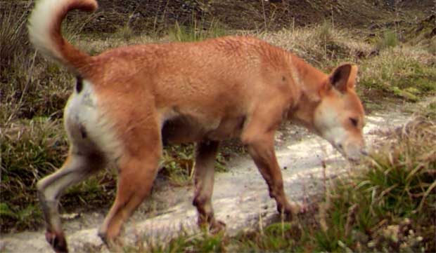 New Guinea highland wild dog