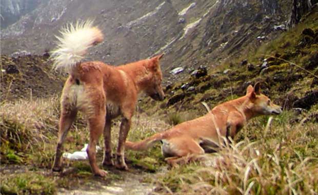 New Guinea highland wild dog