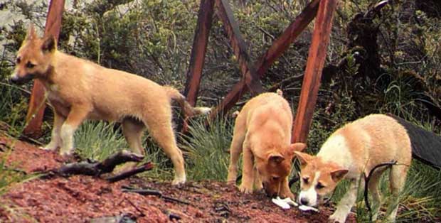 New Guinea highland wild dog