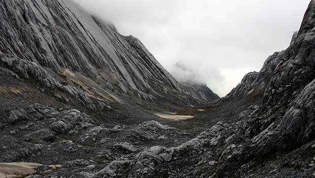 New Guinea highland wild dog