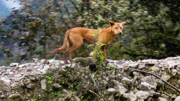 World’s Most Ancient Wild Dog Breed, Believed Extinct, Resurfaces
