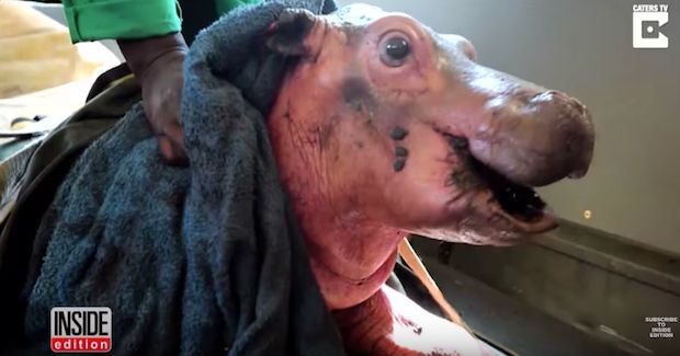 Watch These Rescue Workers Save an Orphaned Baby Hippo From Knee-Deep Mud