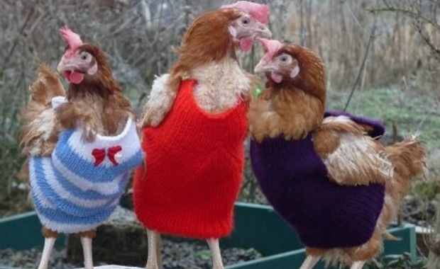 Retired Women Knitting Club Creates Chicken Sweaters to Keep Them Cozy