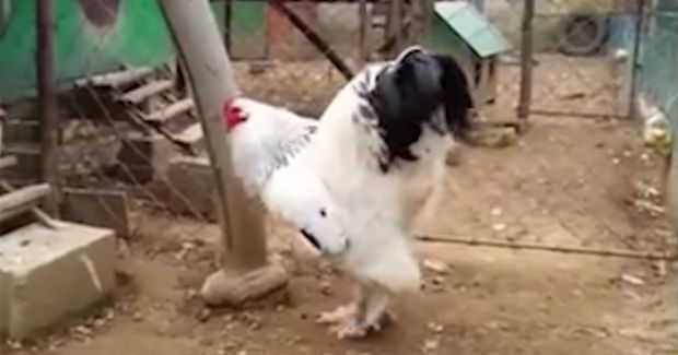 The Giant Chicken Video That Has Taken Over the Internet Is Definitely Real