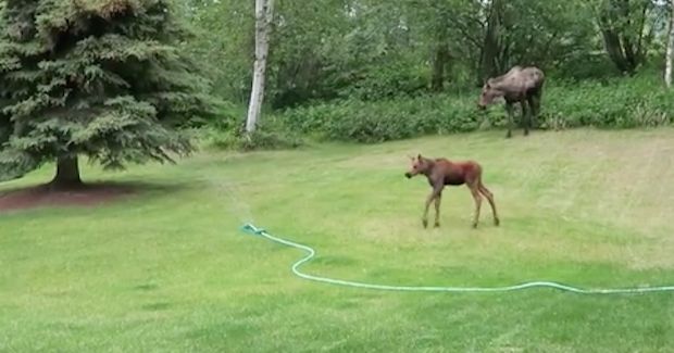 Baby Moose Cannot Get Enough of Playing With a Backyard Sprinkler