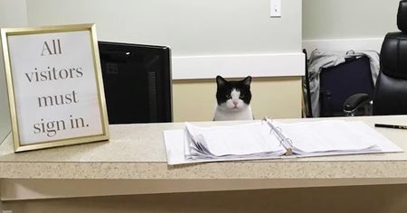 This Nursing Home Took in a Stray Cat and Gave Her a Home and a Permanent Job