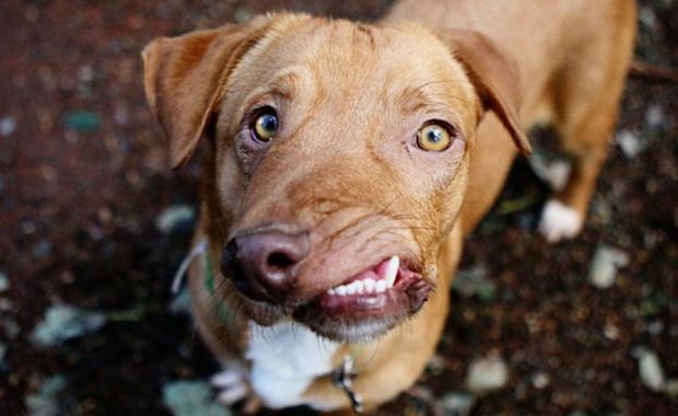 Lovable Dog Almost Gets Euthanized Because of His Facial Deformities