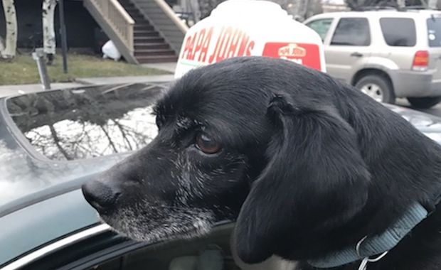 This Pizza Deliveryman Went Out of His Way to Save a Lost Dog While Out on a Delivery
