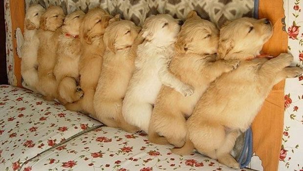 7 Ways to Celebrate National Puppy Day