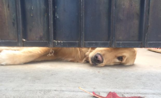 This Super Cute Dog Waits For a Girl to Get Out of School Everyday