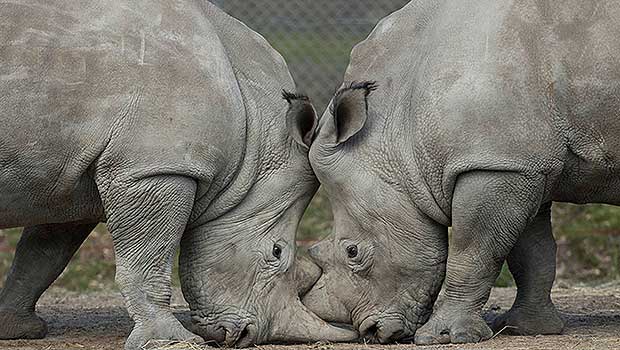 Thoiry Zoo Rhino