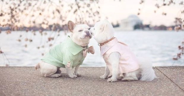 This Dog Engagement Photo Shoot Is the Cutest Thing You’ll See Today