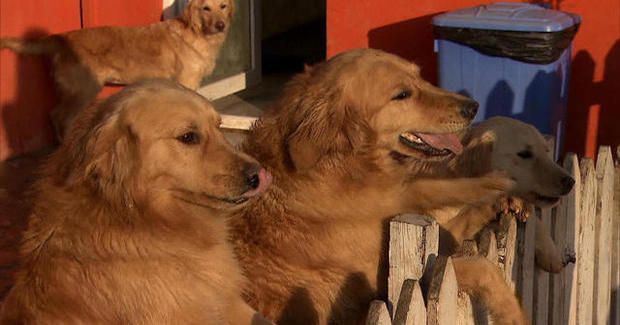 This Rescue Shelter Is Helping to Bring Stray Golden Retrievers From Turkey to the United States