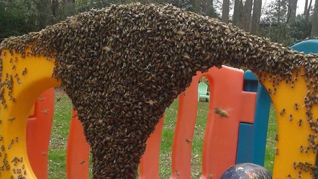 This Beekeeper’s Advice on What to Do if You See a Swarm Has Gone Viral