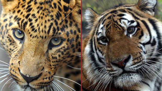 China Approves National Park and Sanctuary for the World’s Most Endangered Big Cats