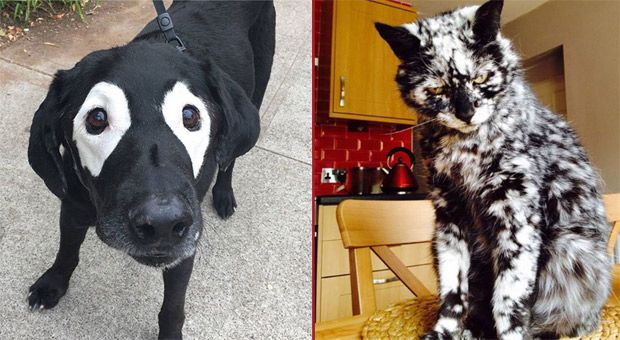 Check Out These Unusually Colored Cats and Dogs