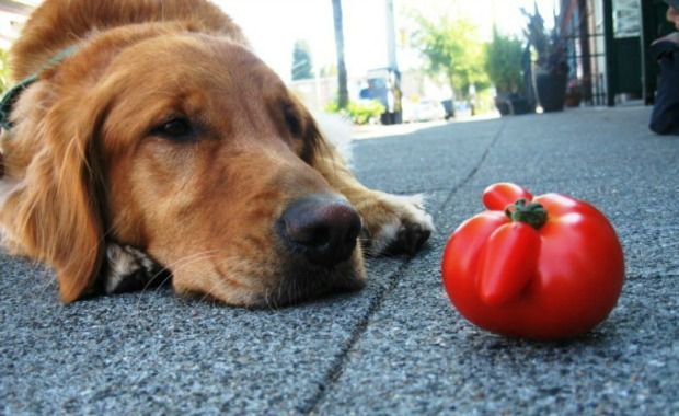 Dog Experts List Fruits and Veggies Do’s and Don’ts