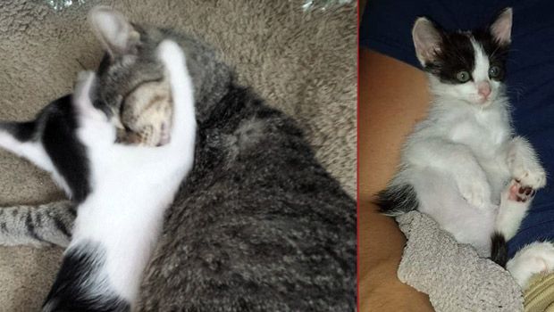 Woman’s Cat Runs Off for Hours and Comes Back With Adorable Kitten