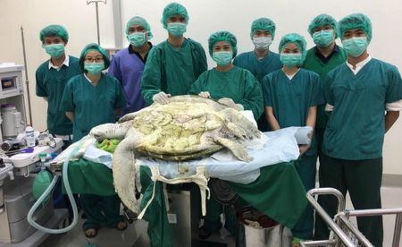 Bangkok Veterinary Surgeons Save Sea Turtle Removing 915 Coins Lodged in Abdomen