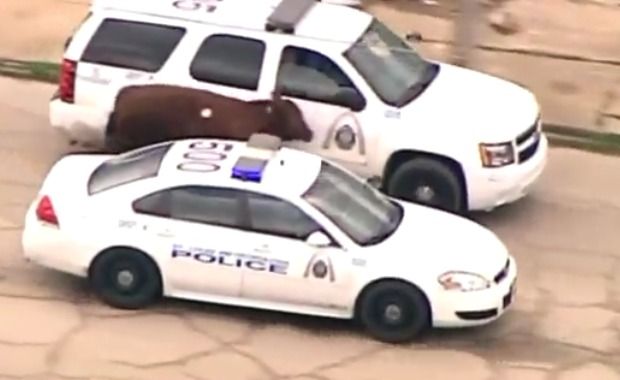 Escaped Slaughterhouse Cows Corralled by Cops for Sale on GoFundMe