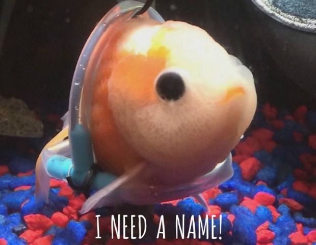 Aquarium Manager Who Designed Goldfish Wheelchair Needs to Name Him