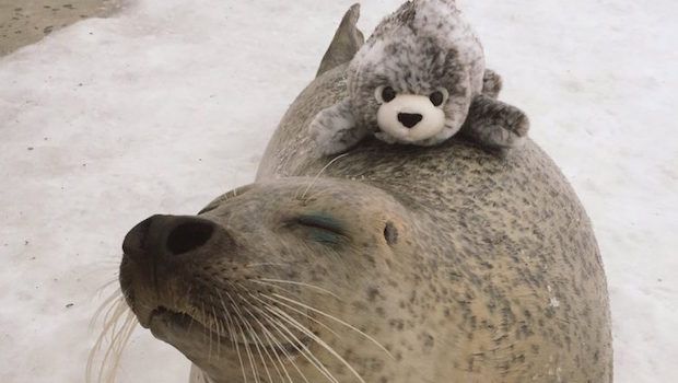 Okhotsk Tokkari Center