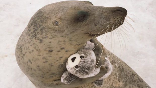 This Adorable Seal’s Favorite Toy Is a Stuffed Animal of Himself