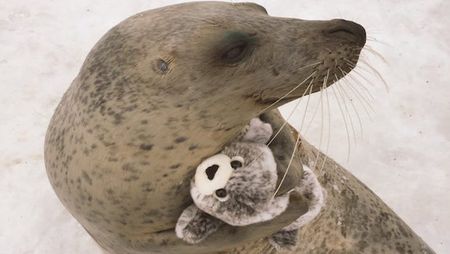 This Adorable Seal’s Favorite Toy Is a Stuffed Animal of Himself