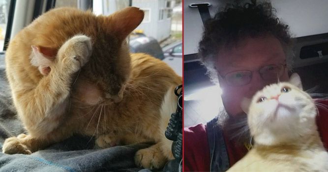 Truck Driver Loses Cat, Finds Him Alive Underneath Vehicle 400 Miles Later