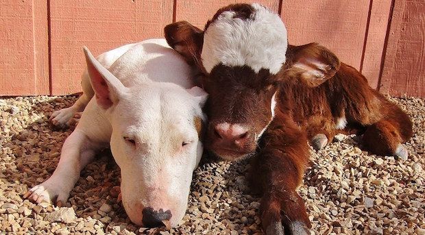 This Rescued Mini-Cow Has Adorably Fallen in Love With Her Dog Roommates