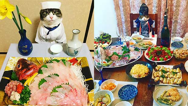 This Adorable Cat Dresses up for All of His Dinner Dates