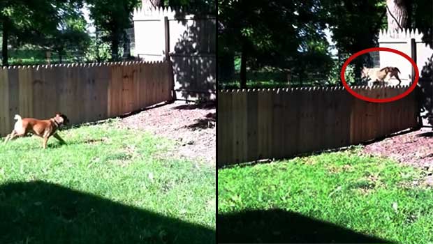 fence for stella