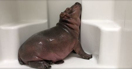 Watch This Baby Hippo Frolic and Take a Nap in the Shower