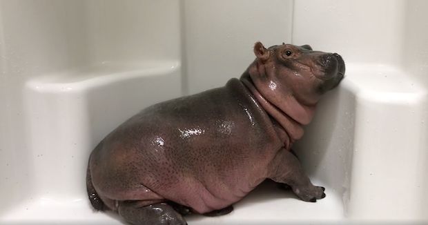 Fiona, A Baby Hippo, Takes A Nap In The Shower At The Cincinnati Zoo