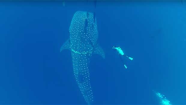 When a Diver Saw a Whale in Pain, He Knew He Had to Act Fast to Cut It Free