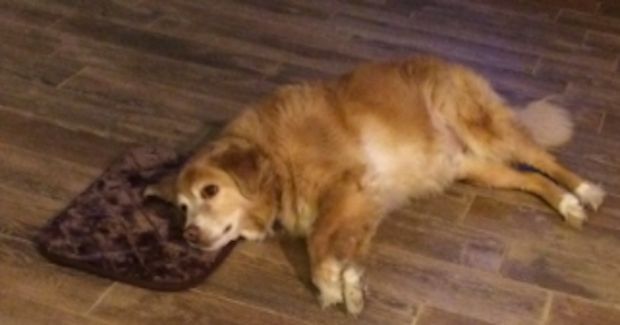 Big Dog Embraces His Tiny Bed That Was Accidentally Bought for Him