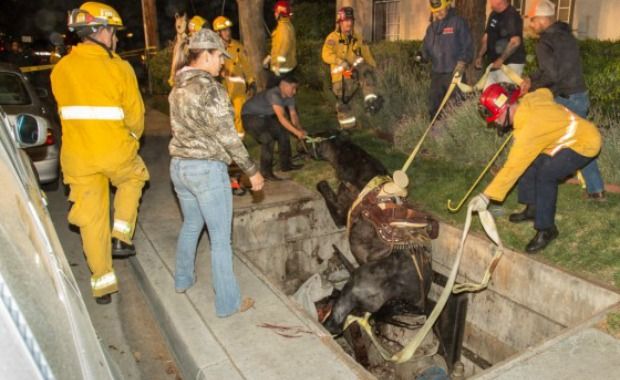 Horse Is Rescued From Falling Into a Utility Vault After Pitstop at Taco Bell